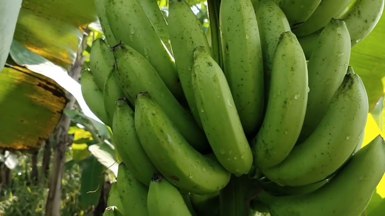 review jenis pisang ambon lumut / rayunan / kongkong / hong / ir / gadang