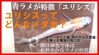 高級品種改良メダカ☆ユリシスメダカってどんなメダカ？幸せを呼ぶメダカ？ネバーめだか屋(神戸市北区道場)＆無人古着屋MN塚口店(高級メダカ販売所)