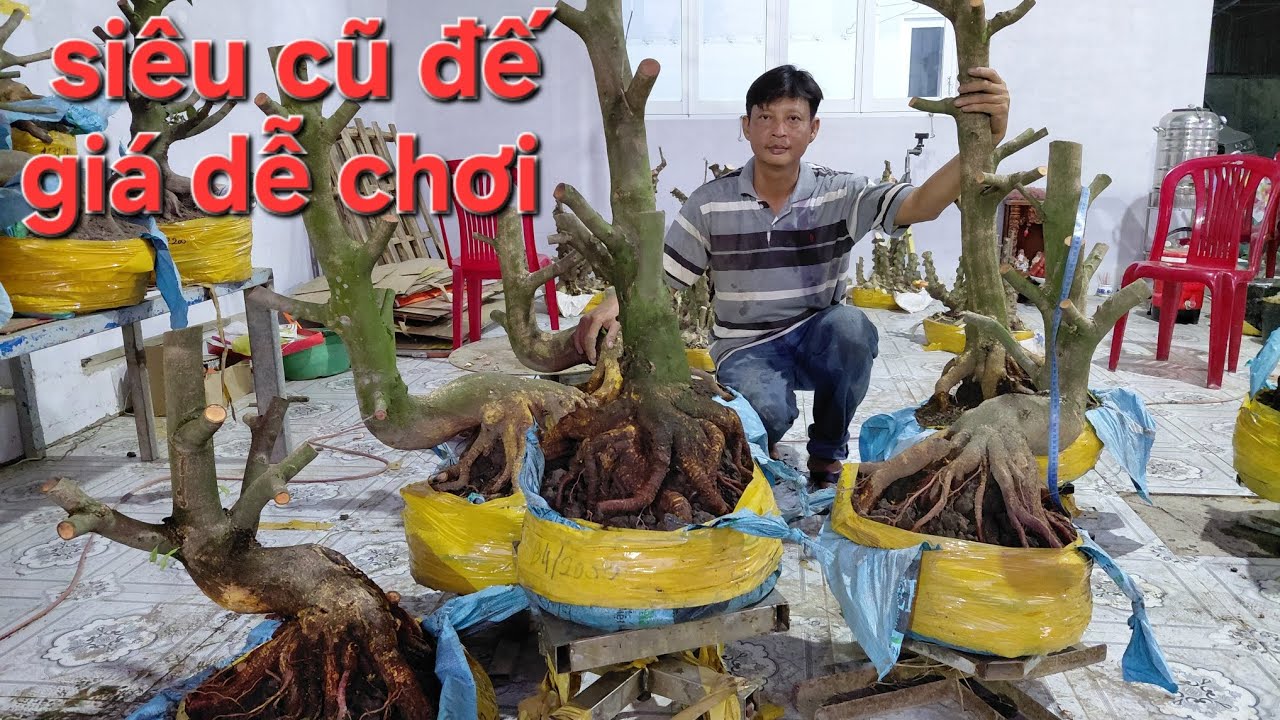 3/3.giao lưu  phoi mai vàng siêu cũ đế. Mai chiếu thủy.  giá dễ chơi. Lh.0385 161519. 