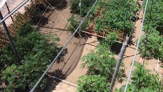 bbbiggg Grow 2019 -High in the Garden powdery mildew explained