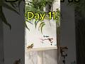 Pls subscribe to help me quit my job #countdown #challenge #pixelart