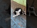 Again pregnant with new born kittens wow #catcute #cat #adoptstrays #kittenrescue #kittenday #kitten