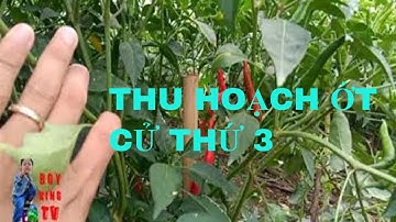 THU HOẠCH ỚT CỬ THỨ 3 CỦA ANH CHIẾN Ở CỒN CHÂU MA