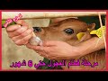 مرحلة فطام العجول من الفطام حتي 6 شهور
