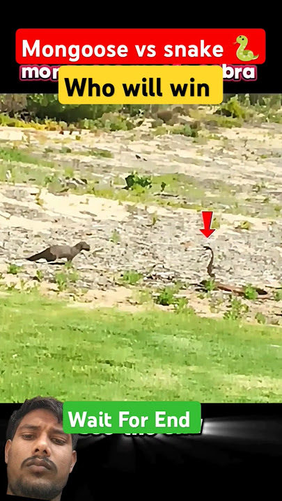 Who will win 😄Mongoose Vs Snake 🐍#luckypetshop #wild #animals #viral #greenscreen #status #video