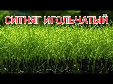 СИТНЯГ ИГОЛЬЧАТЫЙ. СОДЕРЖАНИЕ В АКВАРИУМЕ