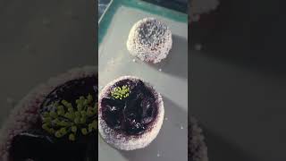 In Mexico There Is No Culture Of Good Bread Says Richard Hart Of Green Rhino... Do You Agree?