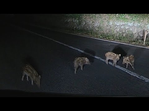逃げないウリ坊たち #ドラレコ #野生動物 #viofo