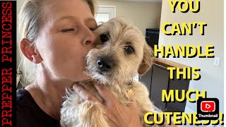 EXTREME FRUGALITY - HOW TO MAKE YOUR OWN DOG FOOD, GROOM YOUR DOG, CLIP NAILS, LOW COST MEDS & MORE