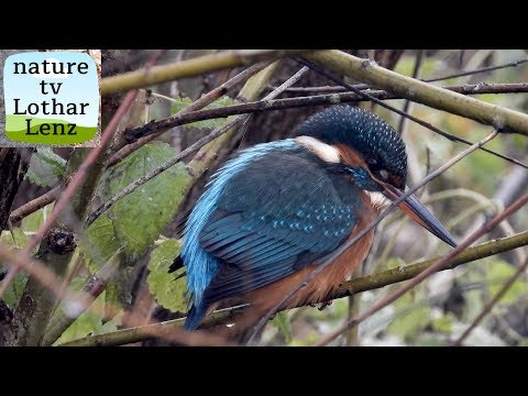4K Common Kingfisher,
