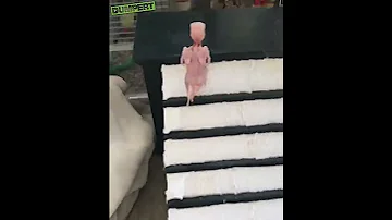 Лысый попугай носится по хате #shorts