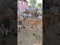 गोशाला साहवा, rajasthan #animals #beautifulfolksong #villagelife #view #cow #nature #ruralactivities