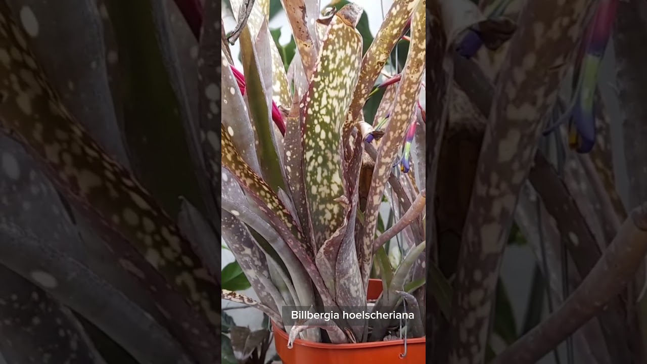 Billbergia hoelscheriana #cultivodesuculentas #garden #bromelias 