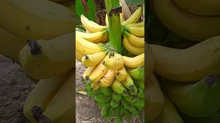 छोटे पौधे में लगते है इतने सारे केले Get Unlimited Fruits In Banana