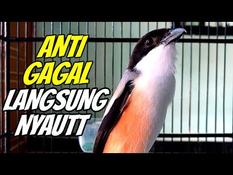 burung cendet gacor JITU BONGKAR EMOSI PANCINGAN CENDET AGAR BUNYI jadikan BURUNG PENTET GACOR NYAUT