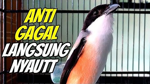 PANCINGAN CENDET SUSAH BUNYI LANGSUNG NYAUT DAN IKUT GACOR DENGAR CENDET GACOR DOR MEWAH INI ‼️