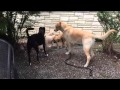 Dog Obedience Group, Wallkill, NY 845-430-1764 Dog Obedience Group, Wallkill, NY 845-430-1764