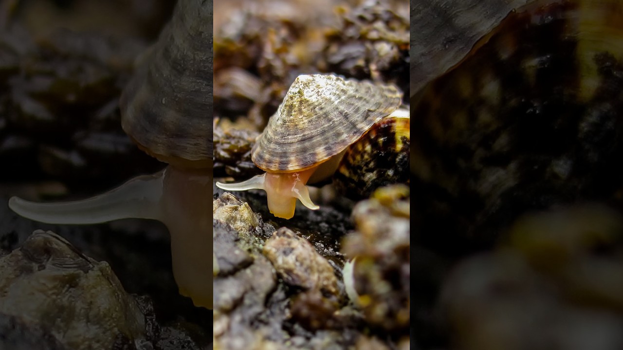 Here’s The Animal With strongest teeth on Earth 😨🐌 