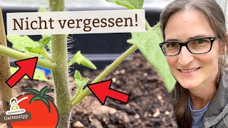 Wichtiger Tomaten Pflege-Tipp für eine tolle Ernte