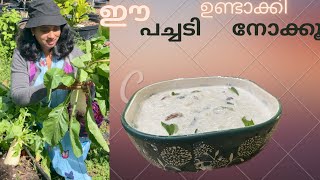 Raddish pachadi റാഡിഷ് പച്ചടി /Mooli Mullanki /Raddish harvesting/Mol Mathew’s kitchen & Garden