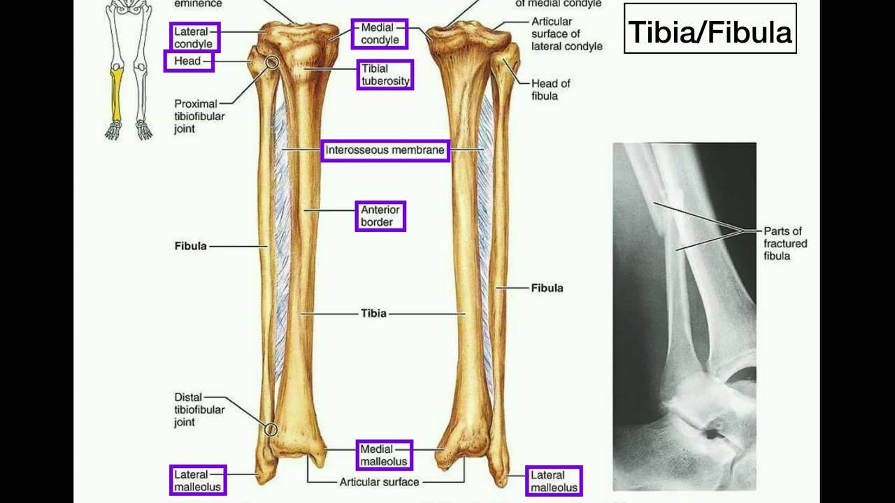 Anatomy | Specific Parts of the Tibia & Fibula [+ Left vs. Right] - YouTube