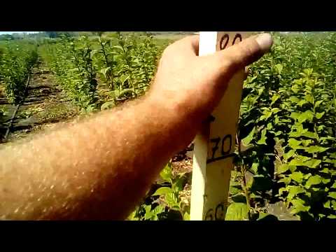 Видео: Уход за вишней Монморанси – советы по выращиванию и применение вишни Монморанси