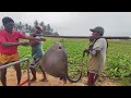 Ohh wow  rural idyllic village huge stingray fish master cutting skills in street fish market