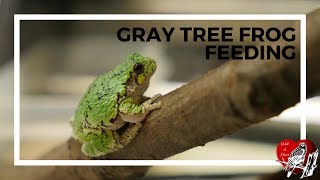 Gray Tree Frog Feeding - Wild At Heart
