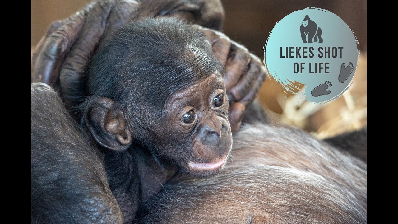BONOBO BABY BOY 3 MONTHS OLD