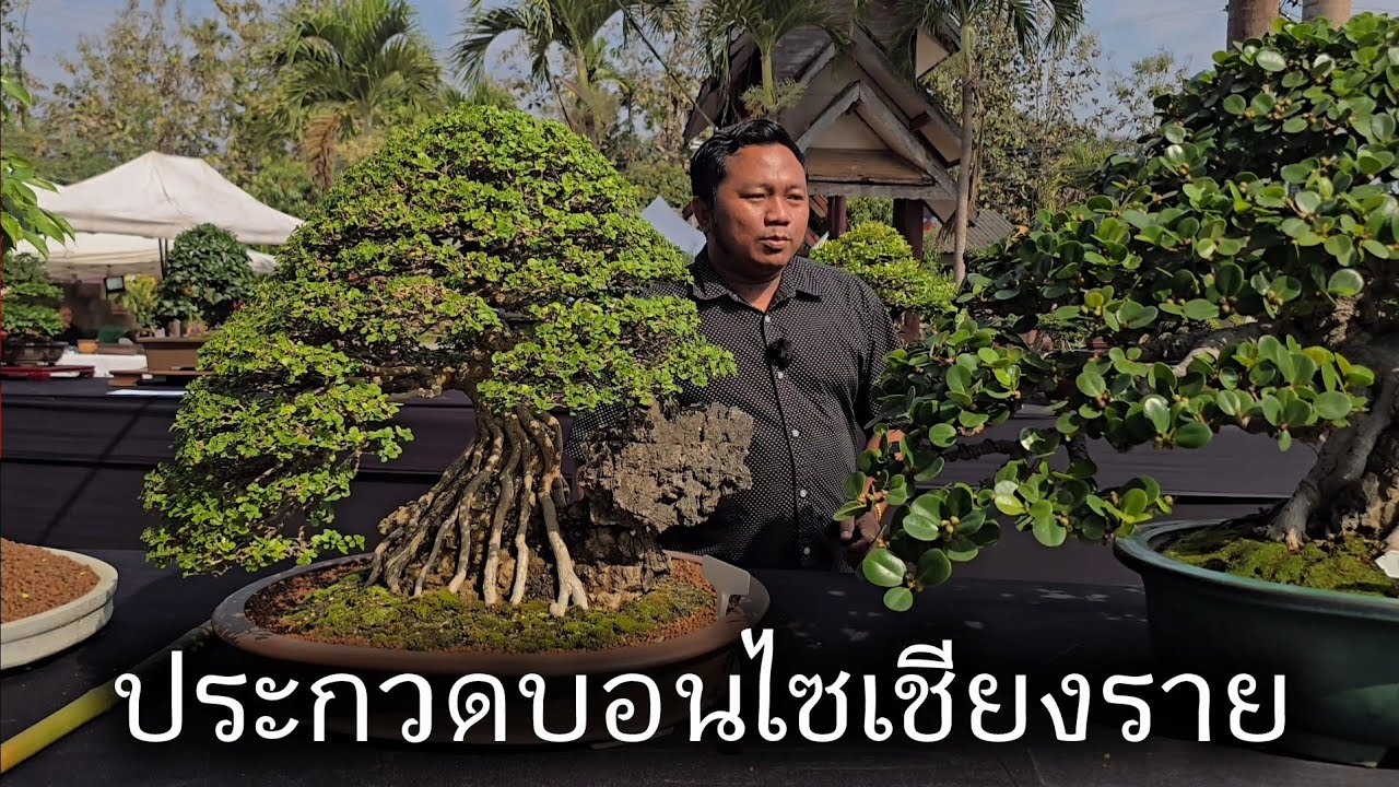 Первый в истории Чианг Рая конкурс бонсай.