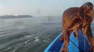 Surfing Dog Irish Setter [ Pino ]20100612.mpg
