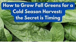 How to Grow Fall Greens for a Cold Season Harvest: the Secret is Timing