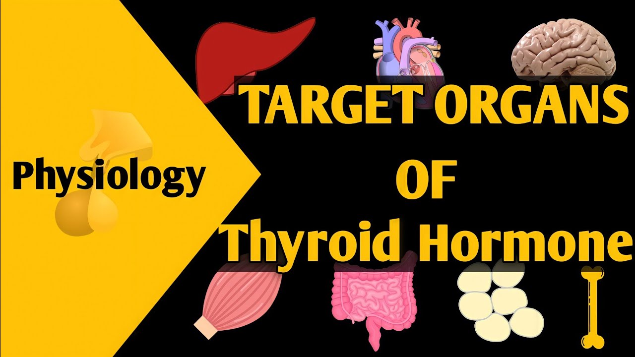 Target Organs of thyroid hormones  ||Funcations of T3 and T4