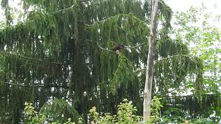 飛行訓練　木から飛び立つモモアカノスリ  Harris Hawk 2018 0608