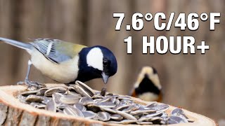 Nature’s Serenity: 1-Hour Sunny Winter Bird Sanctuary | Pure 4K Forest ASMR