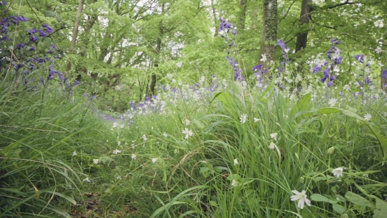 The sound of spring feet.