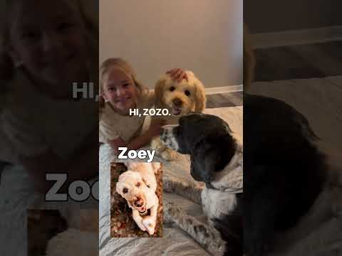 Videó: Öt legjobb családi őr kutyafajta