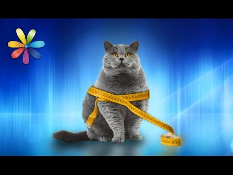 Помогаем коту сбросить лишний вес – Все буде добре. Выпуск 984 от 16.03.17