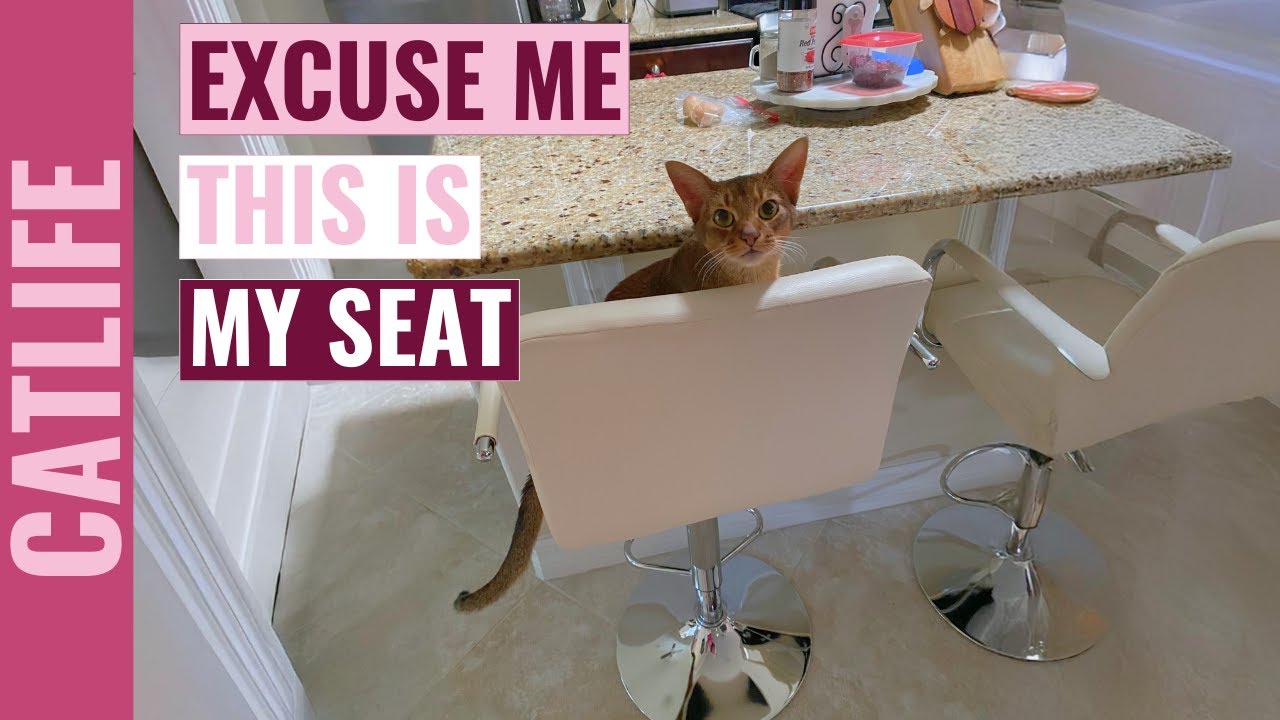 Abyssinian Cat Has His Own Dining Room Chair Now