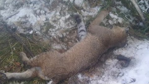 Trapping can be a real Drag. #trapping #wildlifemanagement #trapper #predatorcontrol