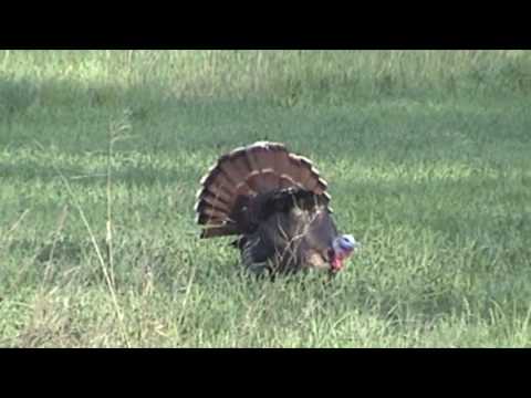 Neal & Angie Hix Turkey hunt in Kentucky