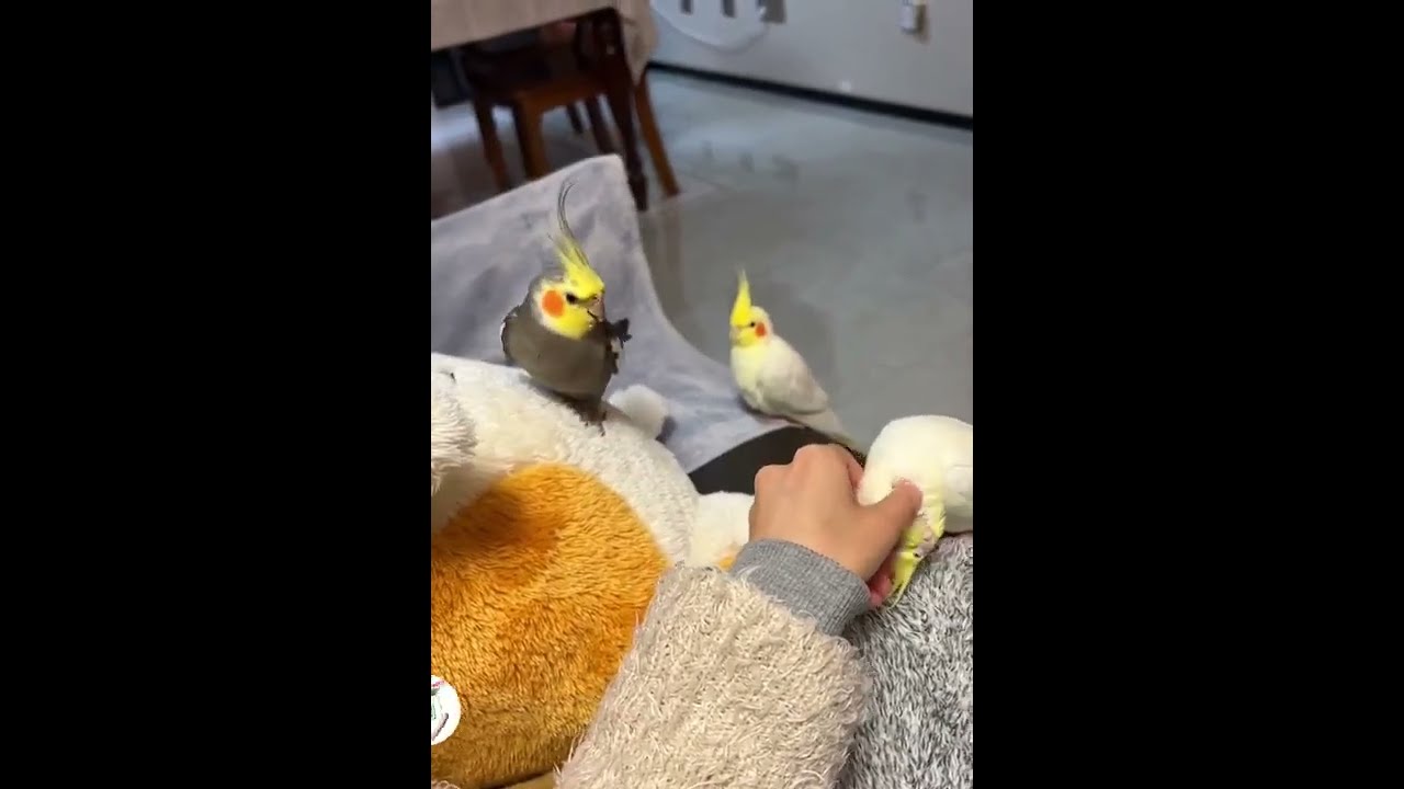 Jealous Bird! 🐦😂😂