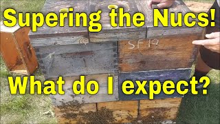 Supering the Nucs-That Bee Man