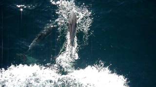 Bow riding dolphins 2