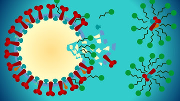Why Soap Works: The Macromolecules of SARS-CoV-2