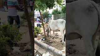 Gau Mata #kanha #festival #gurgaon #newgurgaon #trending #shorts