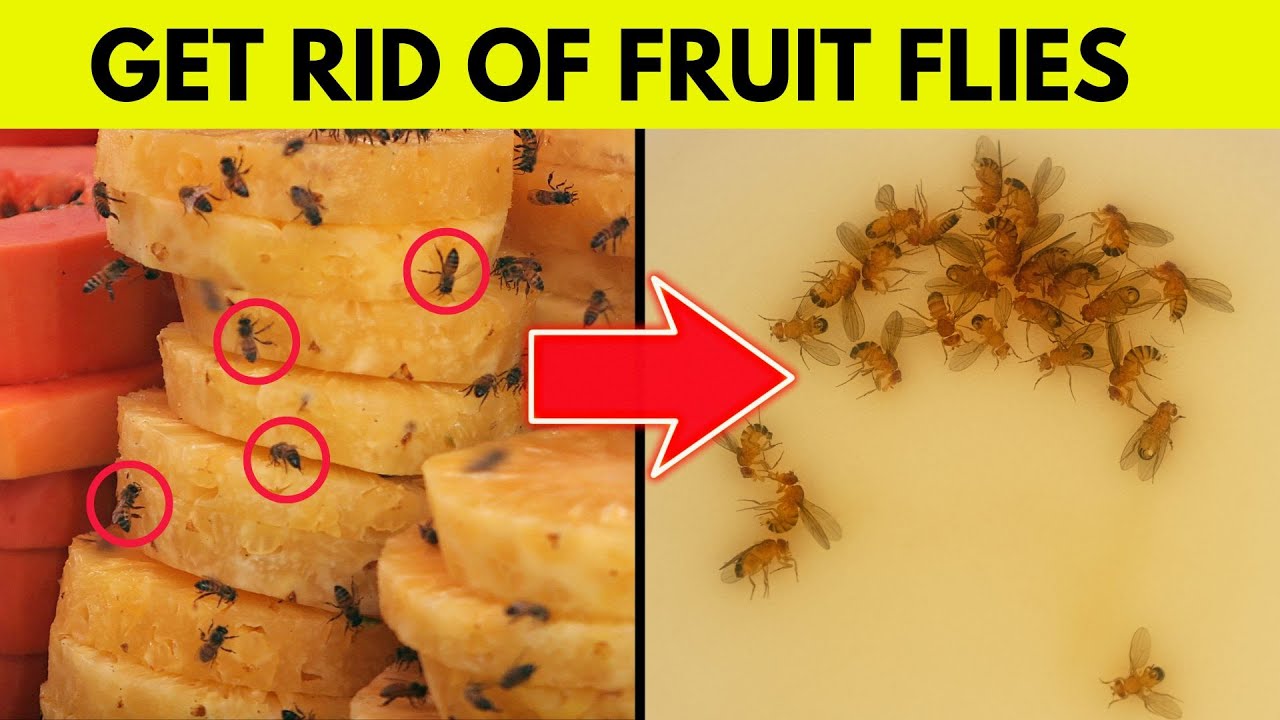 Sick of Fruit Flies in Your Kitchen? Here's How to Get Rid of Them ・  Everyday Cheapskate