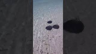 Alphonse Island and St François have been awarded Important Shark and Ray Area Status