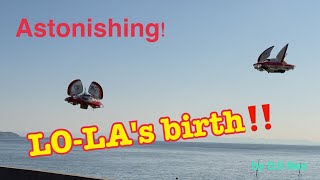 Amazing❗️ LO-LA gives birth‼️