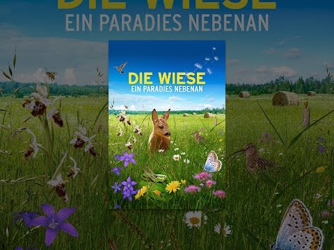 Die Wiese: Ein Paradies nebenan